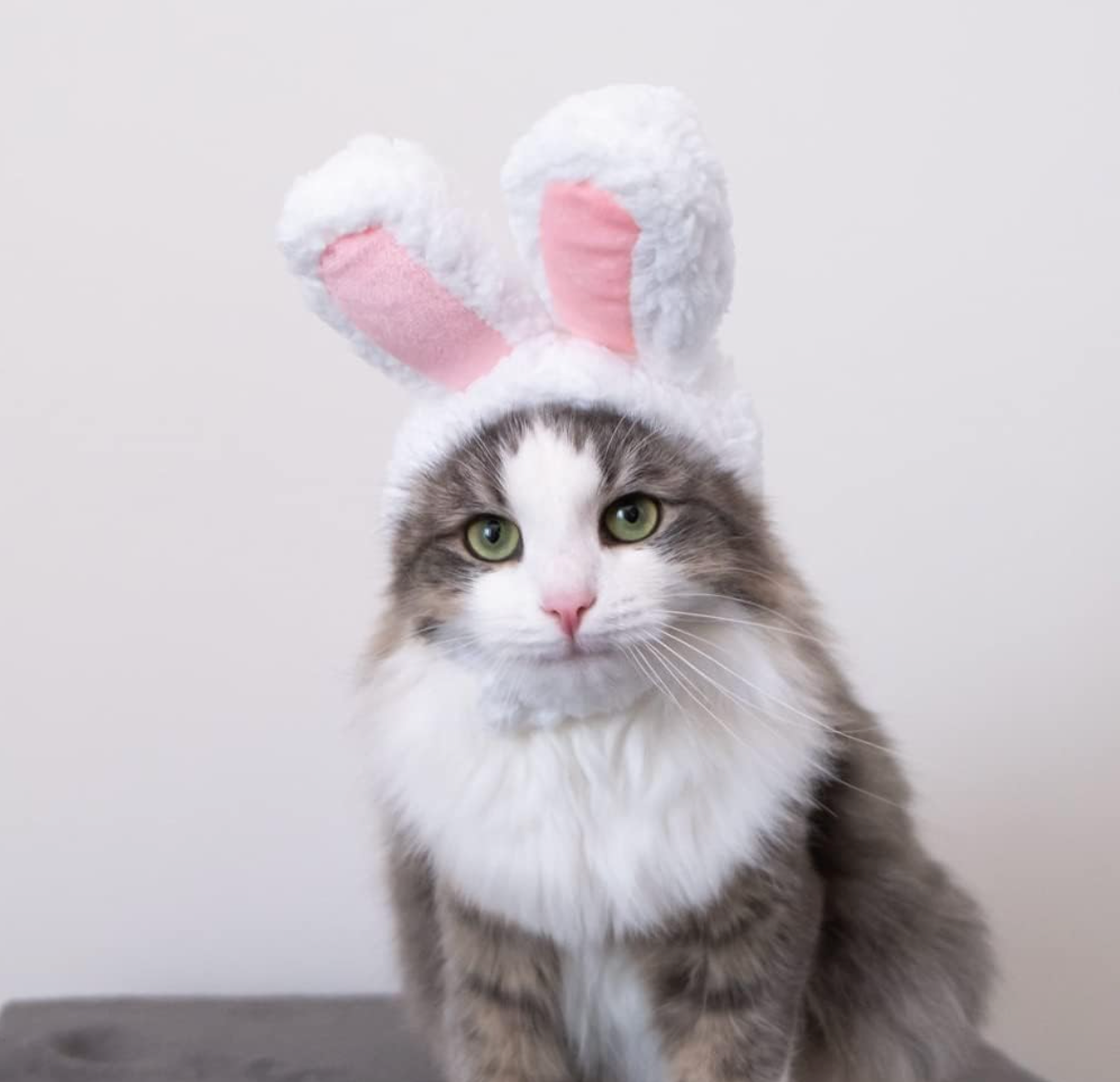 Cat Easter Bunny Rabbit Hat with Ears
