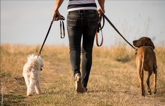 How Long Should I Walk My Dog? A Simple Guide to Happy, Healthy Walks